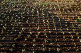 SPAIN-VILLAFRANCA DE LOS BARROS-OLIVE FIELDS