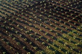 SPAIN-VILLAFRANCA DE LOS BARROS-OLIVE FIELDS