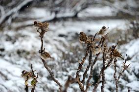 Sparrows After Snow