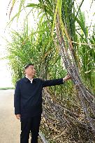 CHINA-GUANGXI-LAIBIN-XI JINPING-INSPECTION (CN)