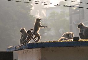 Animal India - Hanuman Langur