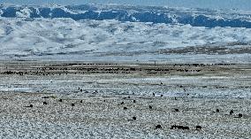 Farm Grass Planting Base in Zhangye