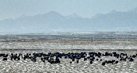 Farm Grass Planting Base in Zhangye