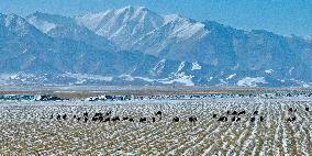 Farm Grass Planting Base in Zhangye