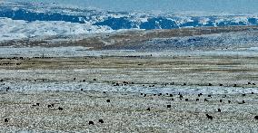 Farm Grass Planting Base in Zhangye