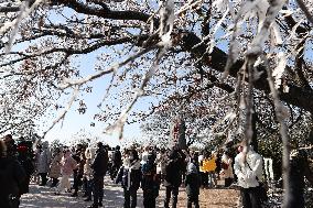 Rime Scenery in Lianyungang