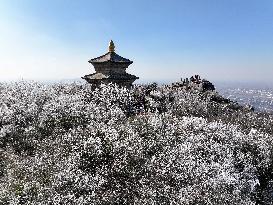 Rime Scenery in Lianyungang