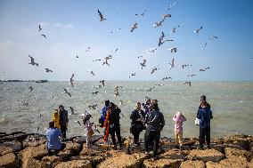 Daily Life in the seaside city of Bushehr - Iran