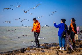 Daily Life in the seaside city of Bushehr - Iran