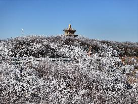 Rime Scenery in Lianyungang