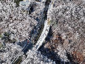 Rime Scenery in Lianyungang