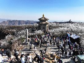 Rime Scenery in Lianyungang