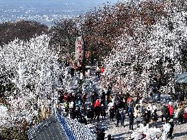 Rime Scenery in Lianyungang