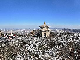 Rime Scenery in Lianyungang