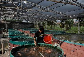 Indonesian Freshwater Fish Farms