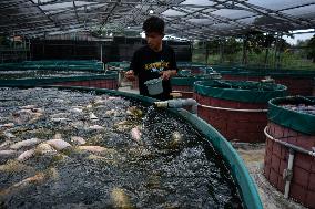 Indonesian Freshwater Fish Farms