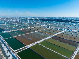 A Salt Field in Weifang