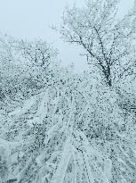 Snow Rime in Zoupin