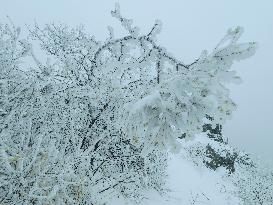 Snow Rime in Zoupin