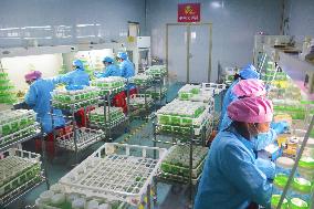 An Agricultural Company in Anqing