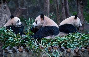 Chongqing Zoo Pandan