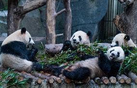 Chongqing Zoo Pandan