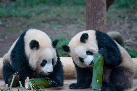 Chongqing Zoo Pandan