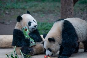 Chongqing Zoo Pandan