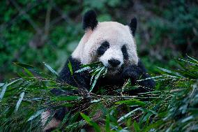 Chongqing Zoo Pandan