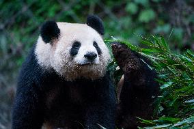 Chongqing Zoo Pandan