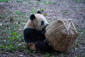 Chongqing Zoo Pandan