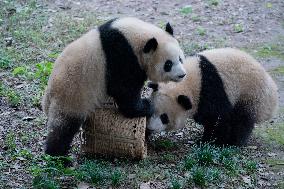 Chongqing Zoo Pandan