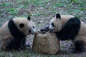 Chongqing Zoo Pandan