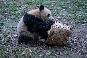 Chongqing Zoo Pandan