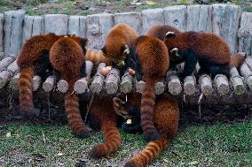 Chongqing Zoo Red Pandas