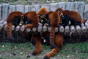 Chongqing Zoo Red Pandas