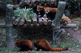 Chongqing Zoo Red Pandas