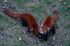 Chongqing Zoo Red Pandas