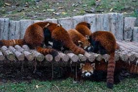 Chongqing Zoo Red Pandas
