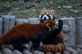 Chongqing Zoo Red Pandas