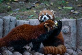 Chongqing Zoo Red Pandas