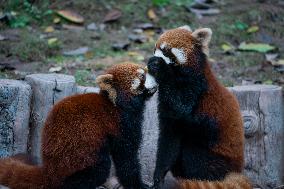 Chongqing Zoo Red Pandas