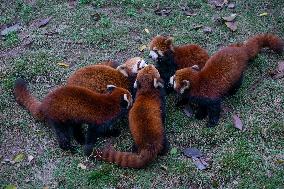 Chongqing Zoo Red Pandas