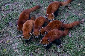 Chongqing Zoo Red Pandas