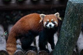 Chongqing Zoo Red Pandas