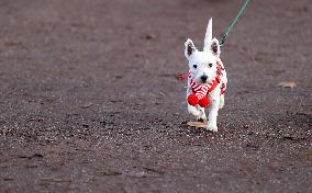(SP)BRITAIN-LONDON-SANTA RUN