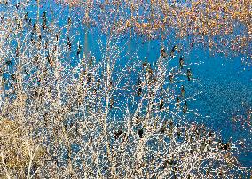 Winter Wild Birds in Xinghua