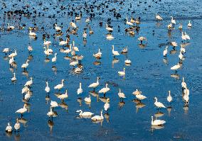 Migrate Swans