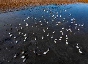 Migrate Swans