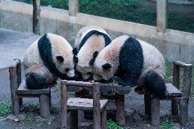 Chongqing Zoo Pandan